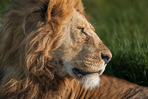 Africa, Tanzania, Serengeti National Park. Male lion profile. Animals Print